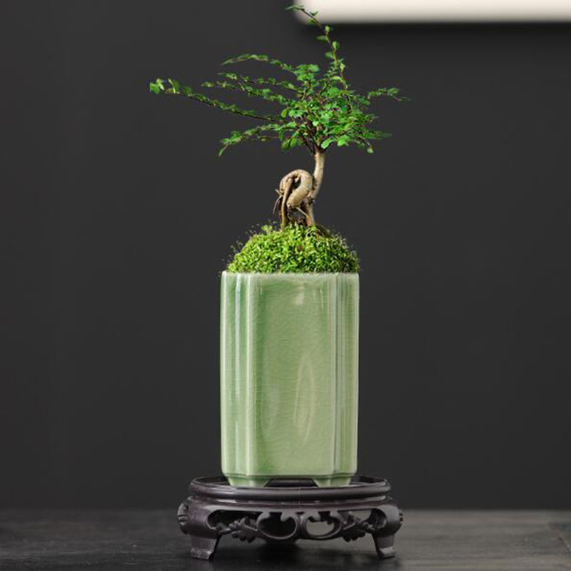 Porselein Vierkant Celadon Geg - Bonsai Garden Art recensie en prijs