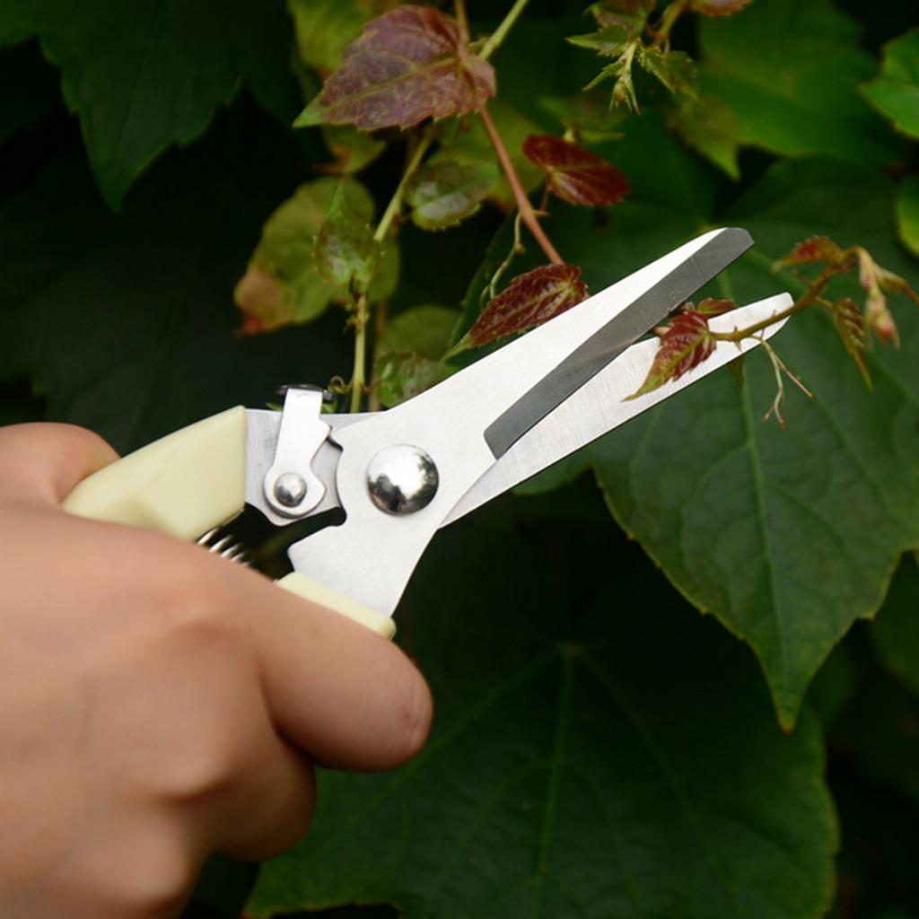 Professionele tuinschaar van r - Bonsai Garden Tree recensie en prijs