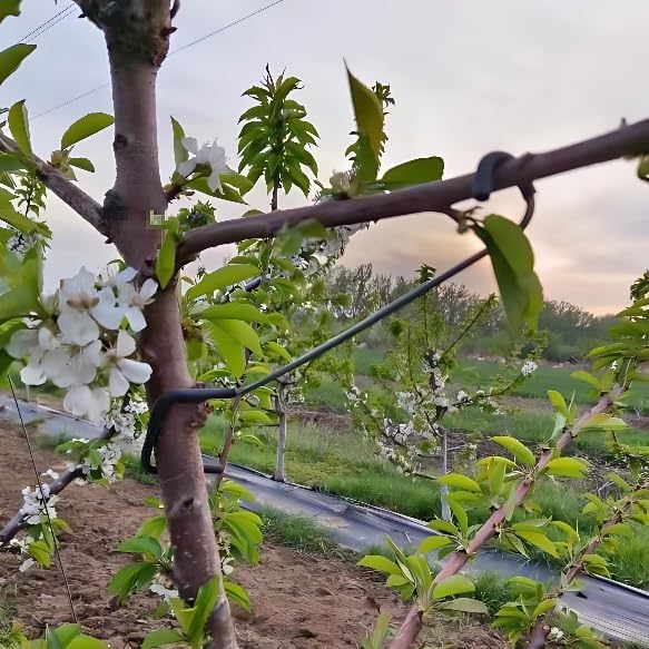 Verstelbare fruitboomtakvormer - Bonsai Garden Tree recensie en prijs