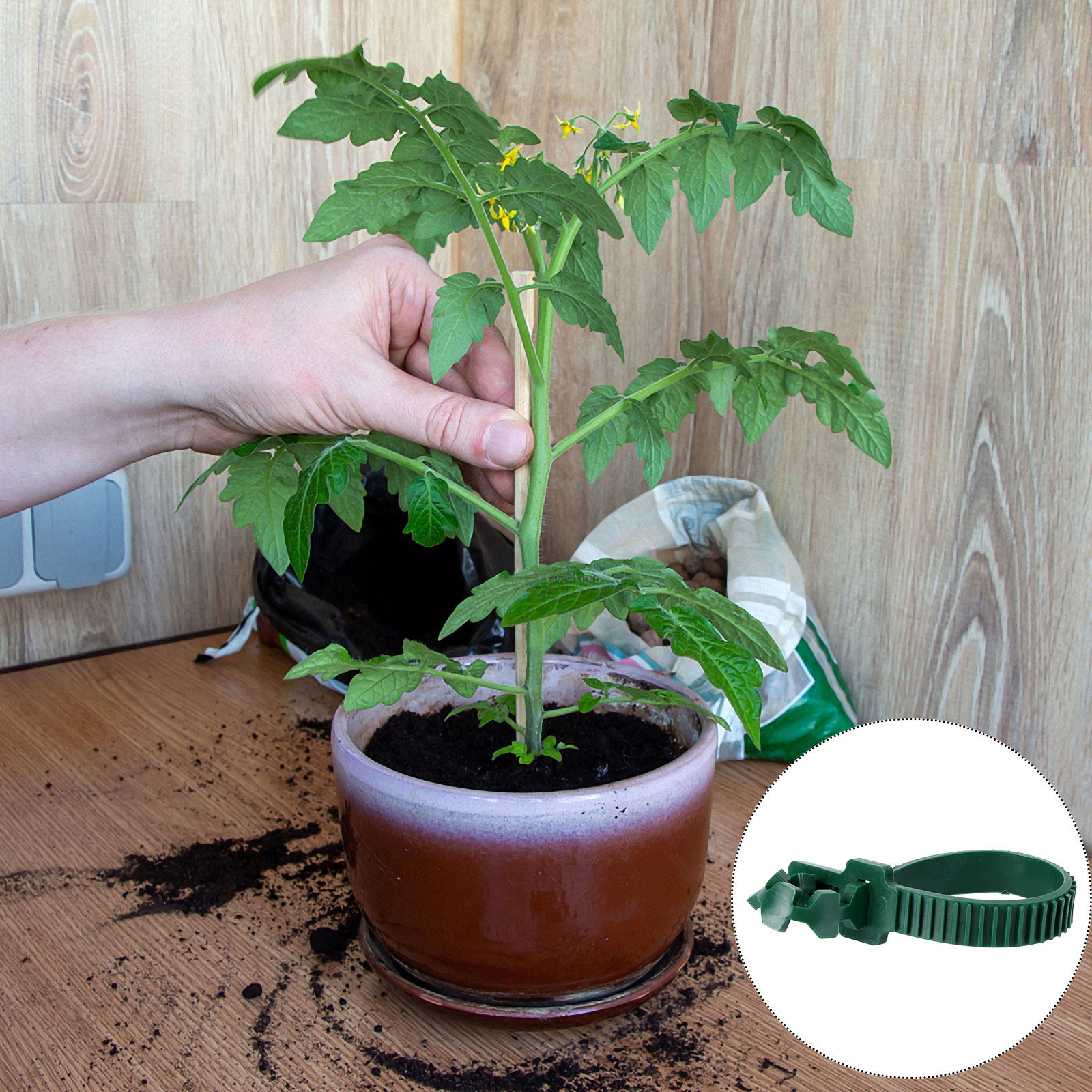 20 stuks wijnstokbevestigingsg - Bonsai Garden Tree recensie en prijs